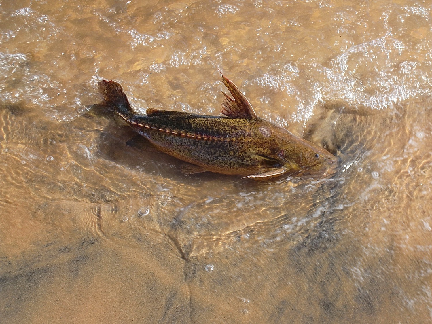 Big fish in the Parana river